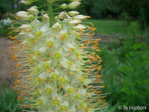Eremurus himalaicus