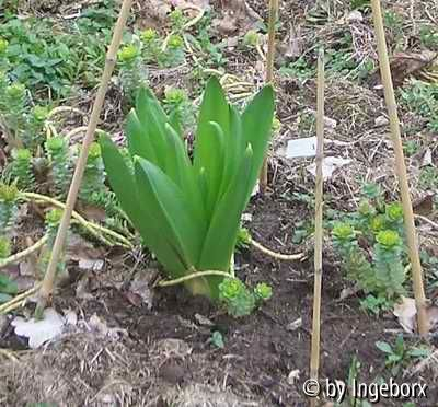 Eremurus robustus erster Austrieb