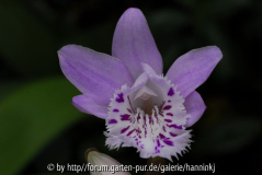 Pleione unbekannt