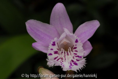 Pleione yunnanensis