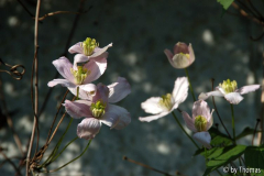 Clematis montana