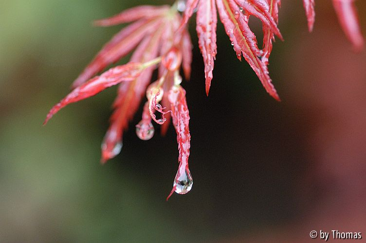 Acer Wilsons pink dwarf mit Tropfen