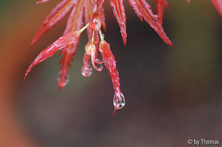 Acer Wilsons pink dwarf mit Tropfen