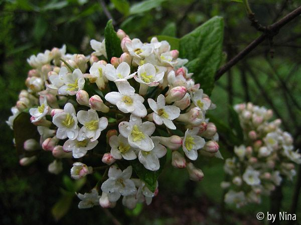 Viburnum burkwoodii