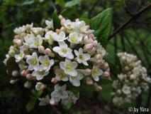 Viburnum burkwoodii