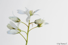 Felsenbirne Blüte - Portrait
