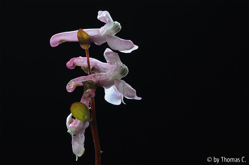 Corydalis Blüte - Portrait