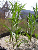 Lilium bulbiferum ssp. bulbiferum 5. Apr