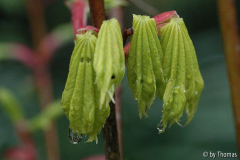 Acer shirasawanum aureum mit Tropfen