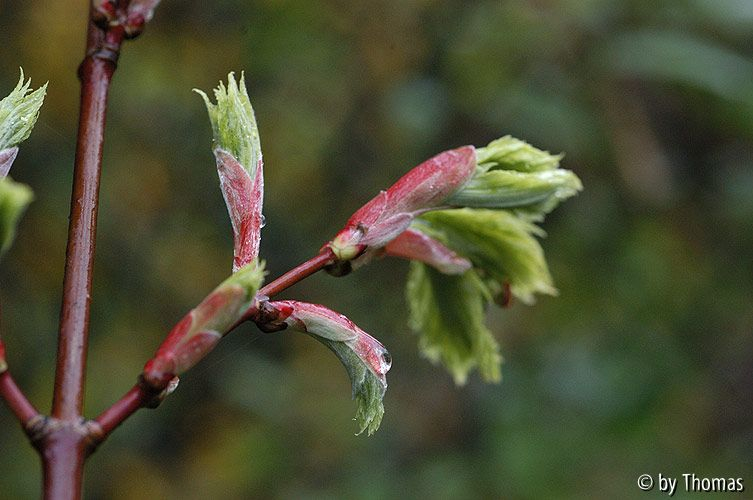 Acer shirasawanum aureum