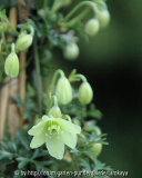 clematis pixie
