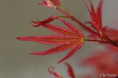 Acer Wilsons Pink Dwarf