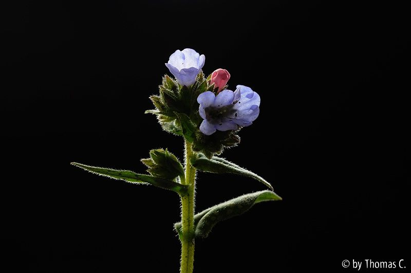 Pulmonaria Blüte