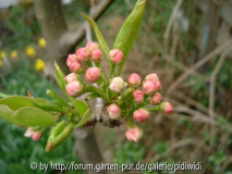 chin. Wildbirne
