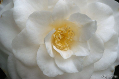 Kamelie Janet Waterhouse Blüte