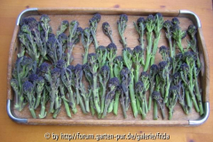 Sprouting
