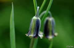Frittilaria 1