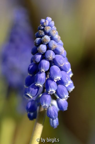 Tr.Hyazinthe II