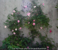 kletterrose unbekannt