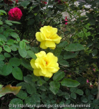 friesia