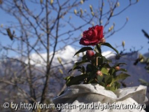 winterschutz gambarogno