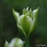 Tulpengrün