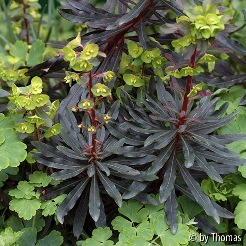 Euphorbia
