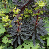 Euphorbia
