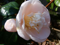 mrs.d.w.davis neu