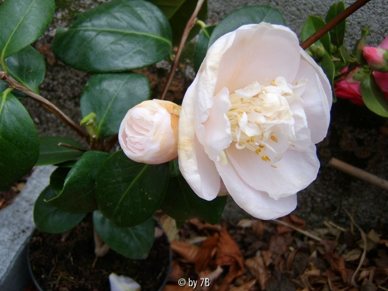 mrs.d.w.davis neu