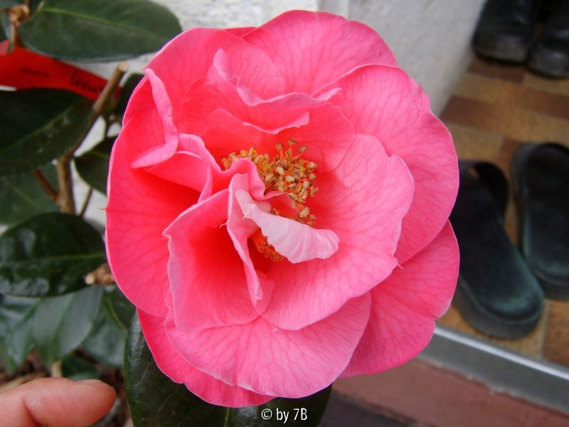 Lasca Beauty