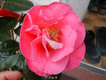Lasca Beauty