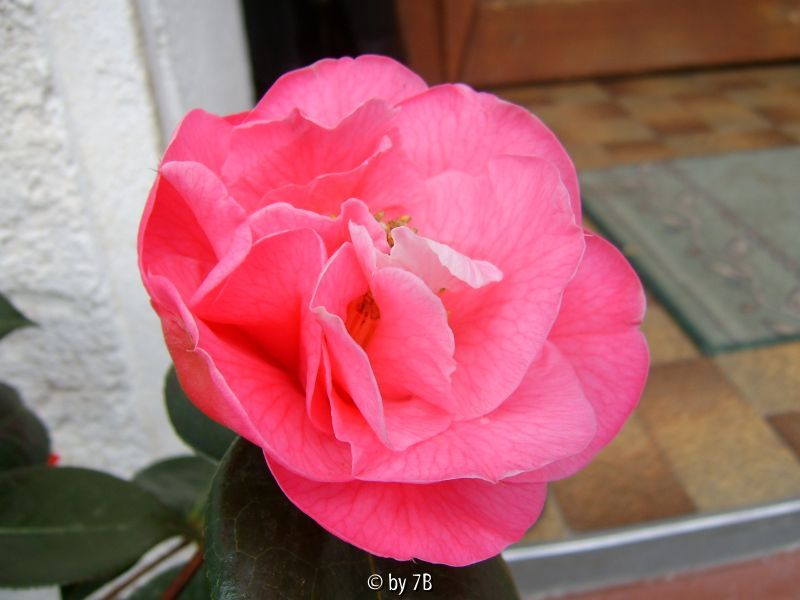 Lasca Beauty