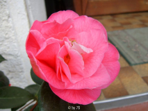 Lasca Beauty