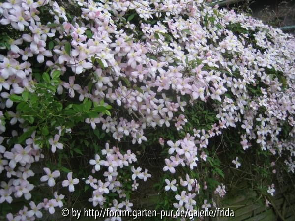 clematis
