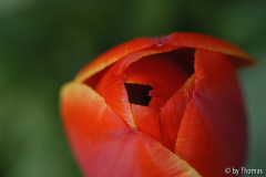Tulpenrot