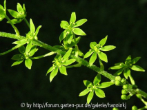 Veratrum stenopyllum