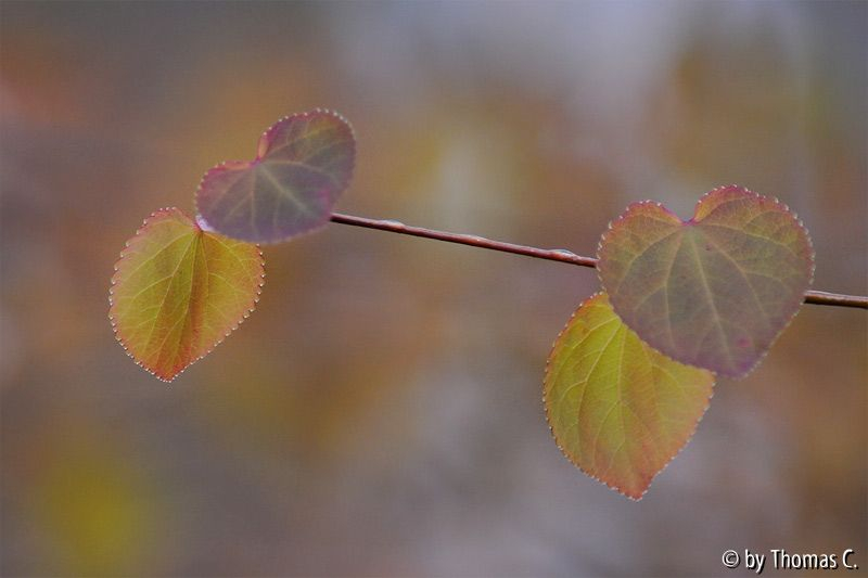 Katsurablatt Farbwechsel 2