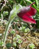 Pulsatilla vulgaris (Hybride, rot)