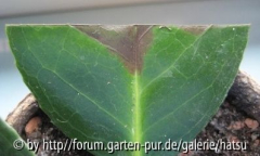 Blatt_0983.jpg
