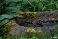 Rotkehlchen beim Baden