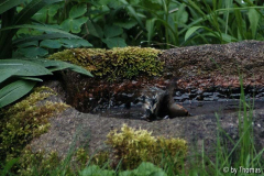 Rotkehlchen beim Baden