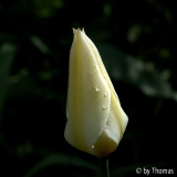 Tulpenblüte blassgelb
