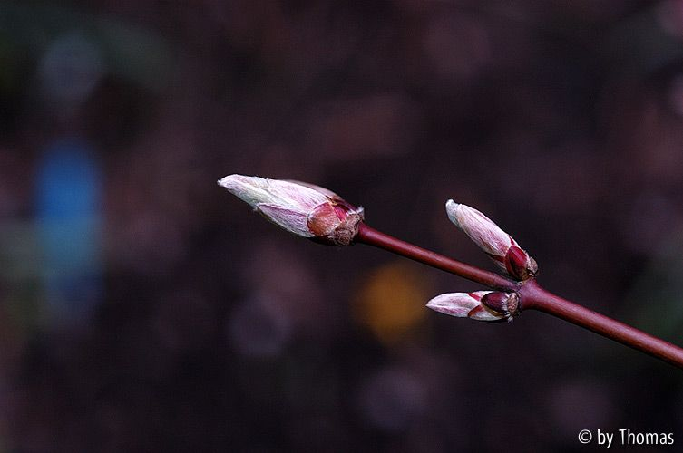 Acer shirasawanum aureum
