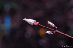 Acer shirasawanum aureum