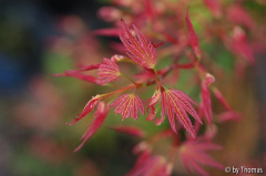 Acer Wilsons Pink Dwarf
