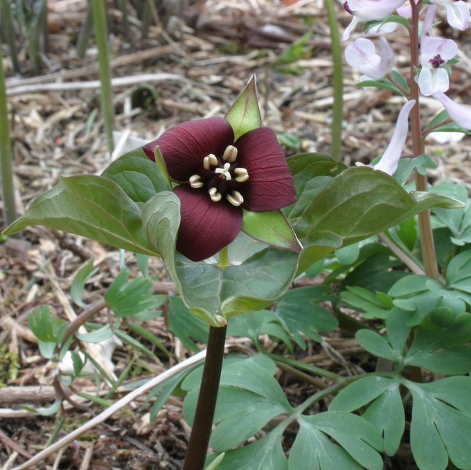 Trillium erectum