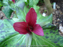 Trillium kurabayashii - 2008 I