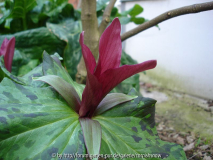Trillium kurabayashii - 2008 II