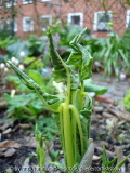 Arisaema amurense - 2008 I